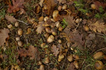 戻って参りました!シャキーン