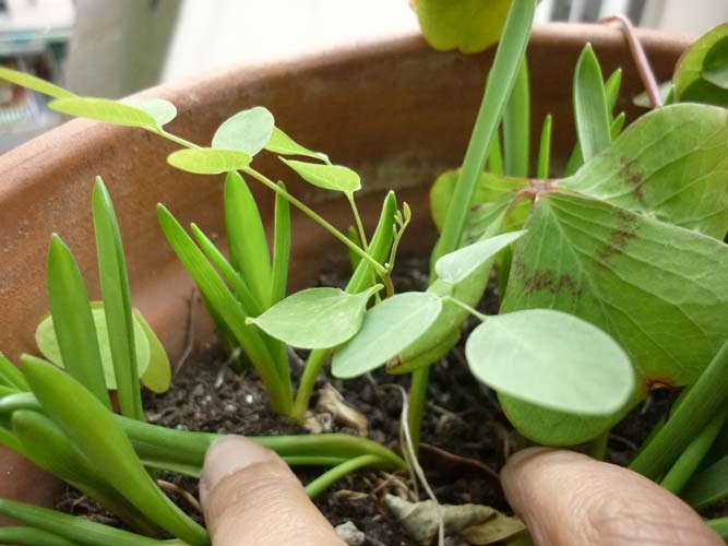 生えてました。