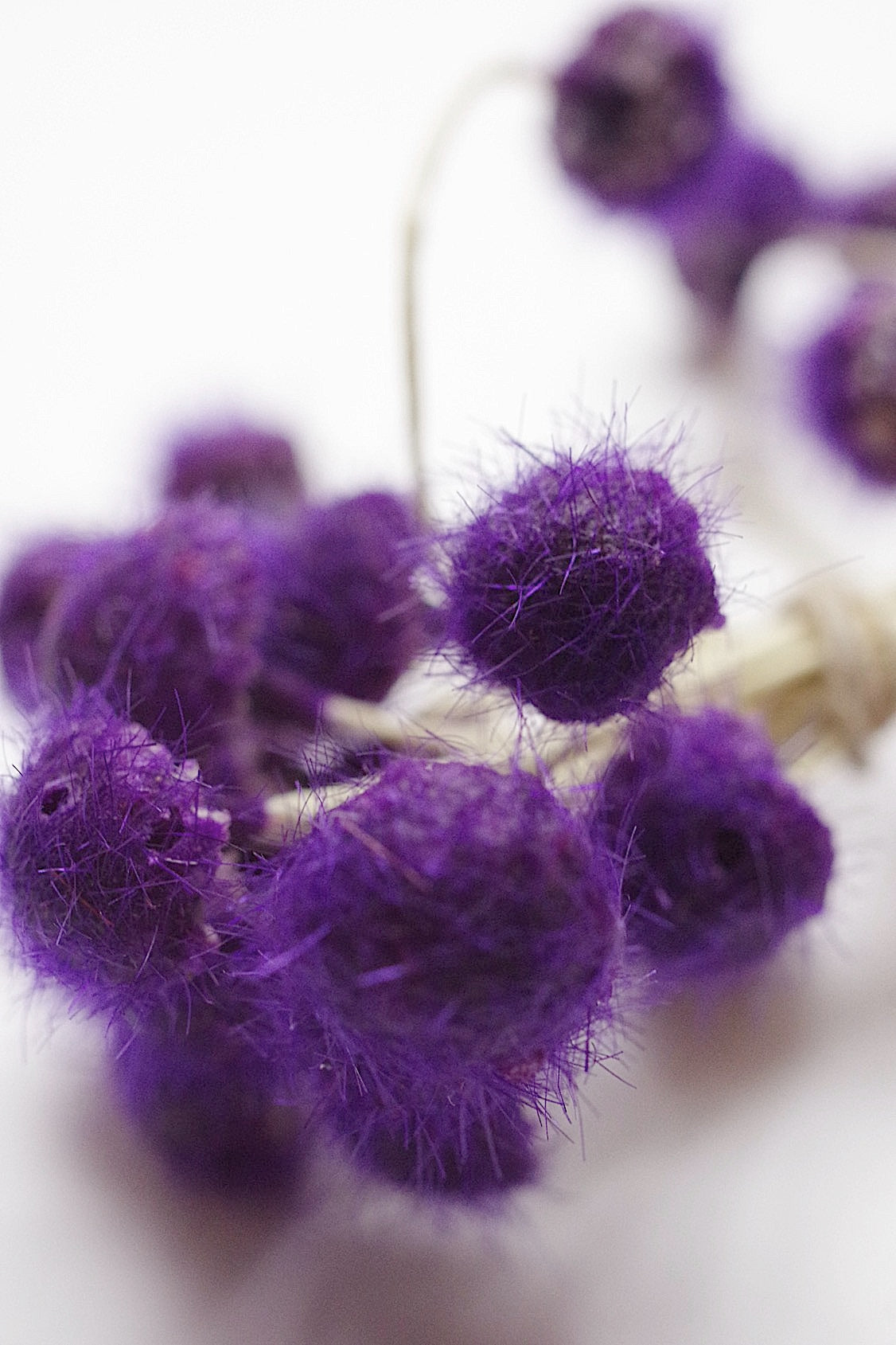 アンティークコサージュ束 fleur  antique   .FR a l'epoque