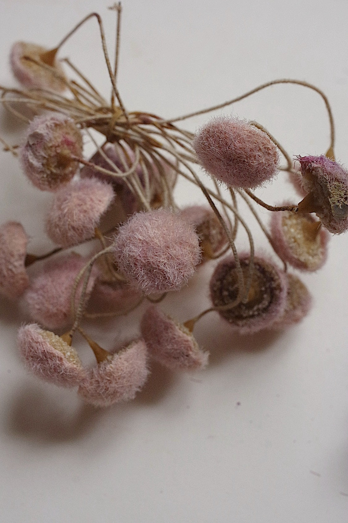 アンティークコサージュ束 fleur  antique   .FR a l'epoque