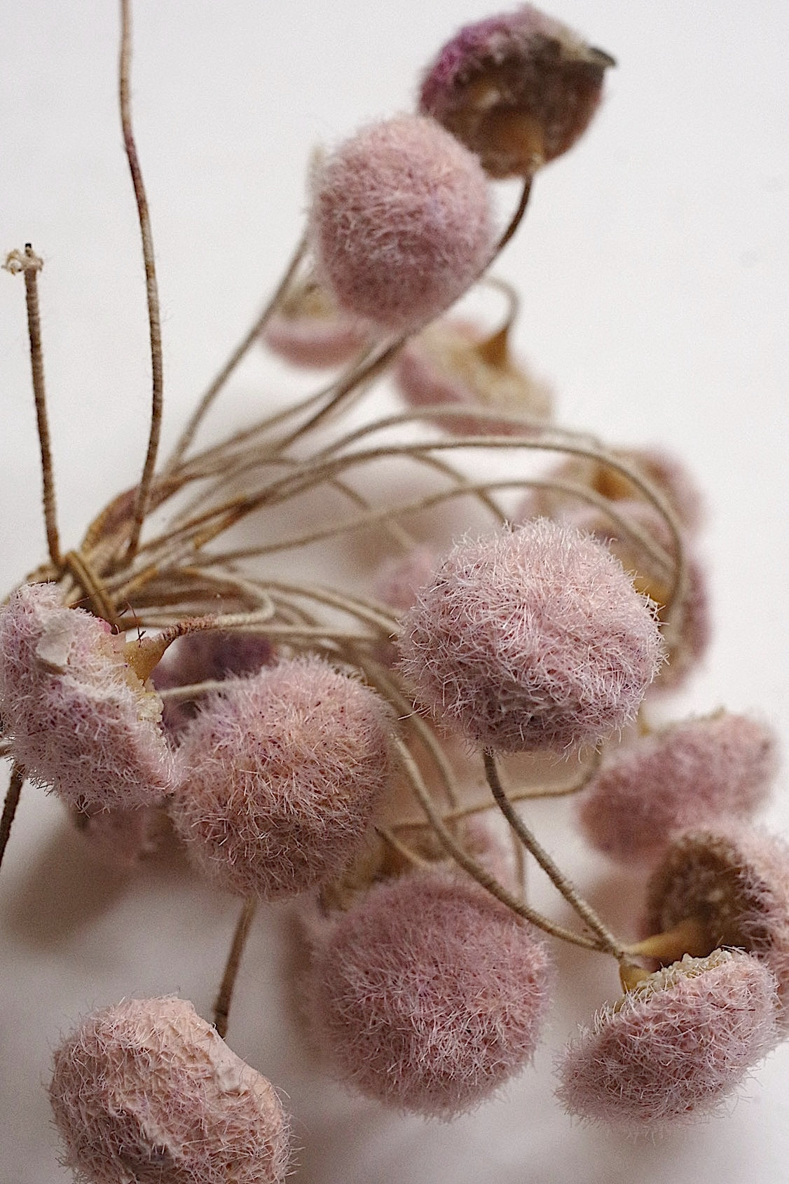 アンティークコサージュ束 fleur  antique   .FR a l'epoque