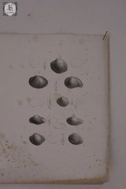 document  アンティーク 印刷物 貝 2 .FR A Ll'EPOQUE