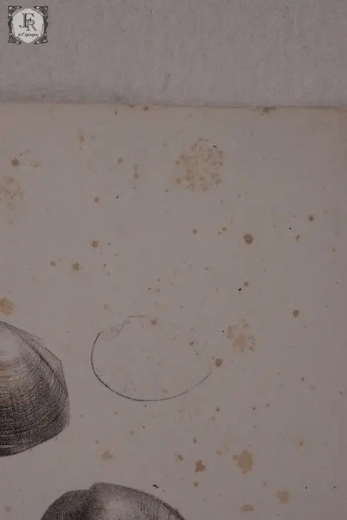 document  アンティーク 印刷物 貝 2 .FR A Ll'EPOQUE