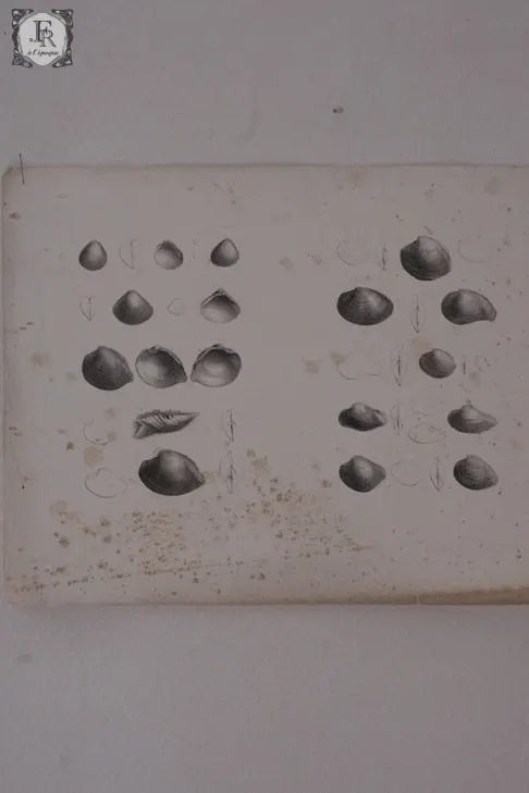 document  アンティーク 印刷物 貝 2 .FR A Ll'EPOQUE