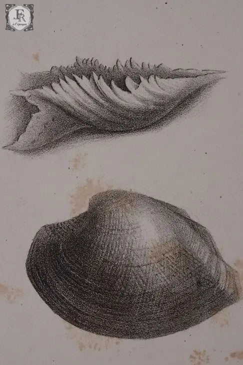 document  アンティーク 印刷物 貝 2 .FR A Ll'EPOQUE