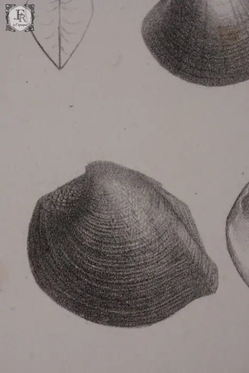 document  アンティーク 印刷物 貝 2 .FR A Ll'EPOQUE