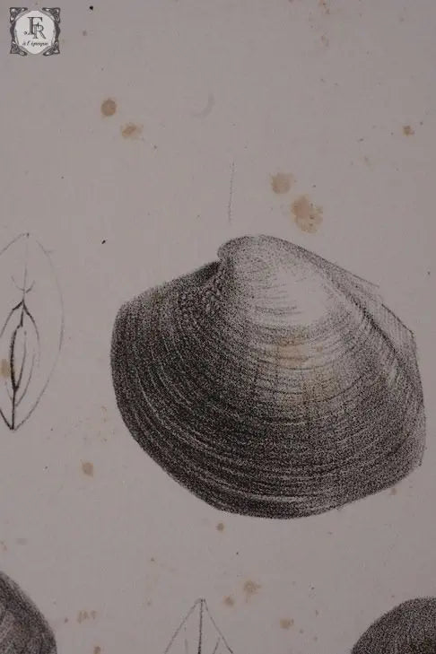 document  アンティーク 印刷物 貝 2 .FR A Ll'EPOQUE