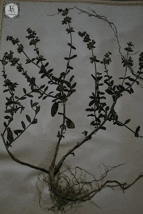 plantes a fleurs アンティーク 植物採集 押し花 6 .FR A Ll'EPOQUE