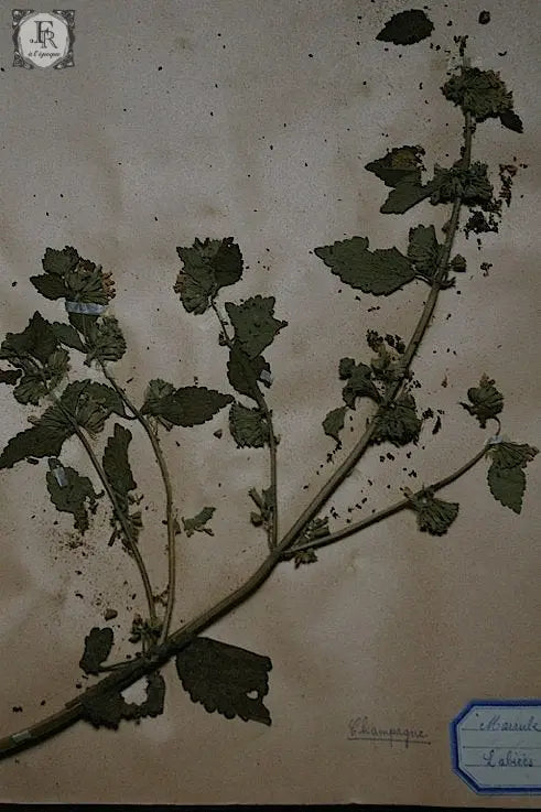 plantes a fleurs アンティーク 植物採集 押し花 6 .FR A Ll'EPOQUE