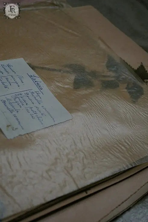 plantes a fleurs アンティーク 植物採集 押し花 6 .FR A Ll'EPOQUE