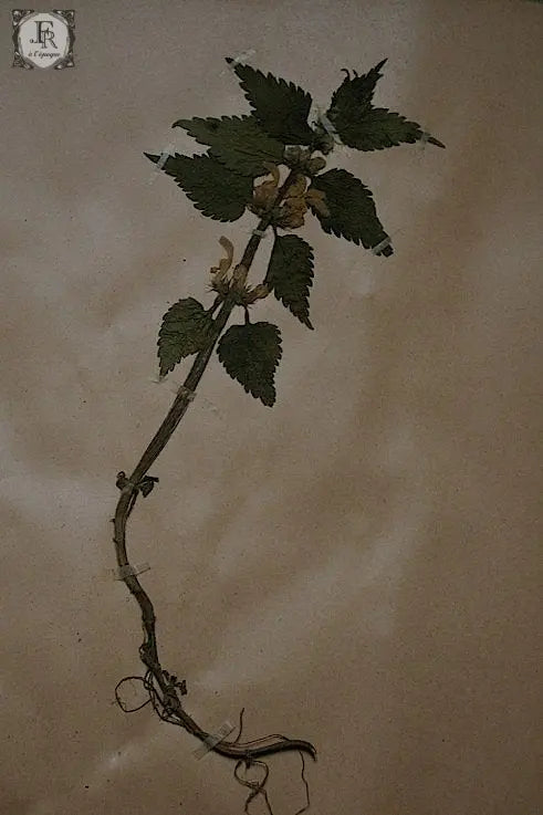 plantes a fleurs アンティーク 植物採集 押し花 6 .FR A Ll'EPOQUE