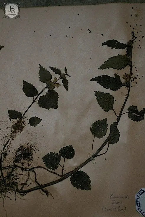plantes a fleurs アンティーク 植物採集 押し花 6 .FR A Ll'EPOQUE