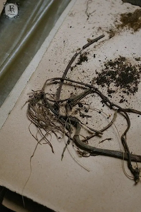 plantes a fleurs アンティーク 植物採集 押し花 6 .FR A Ll'EPOQUE