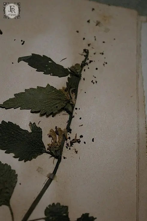 plantes a fleurs アンティーク 植物採集 押し花 6 .FR A Ll'EPOQUE