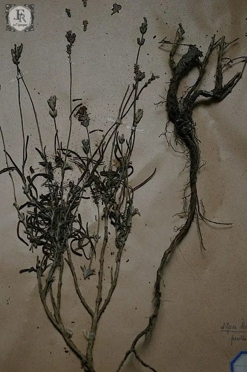 plantes a fleurs アンティーク 植物採集 押し花 6 .FR A Ll'EPOQUE