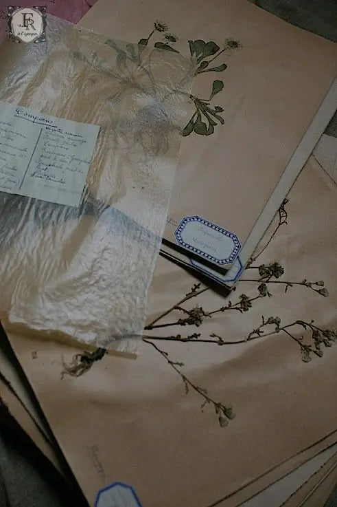 plantes a fleurs アンティーク 植物採集 押し花 7 .FR A Ll'EPOQUE