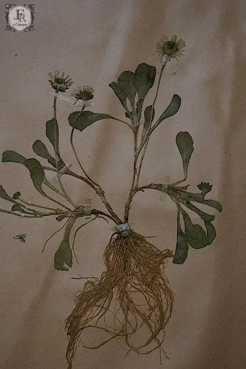 plantes a fleurs アンティーク 植物採集 押し花 7 .FR A Ll'EPOQUE