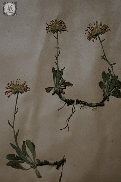 plantes a fleurs アンティーク 植物採集 押し花 7 .FR A Ll'EPOQUE