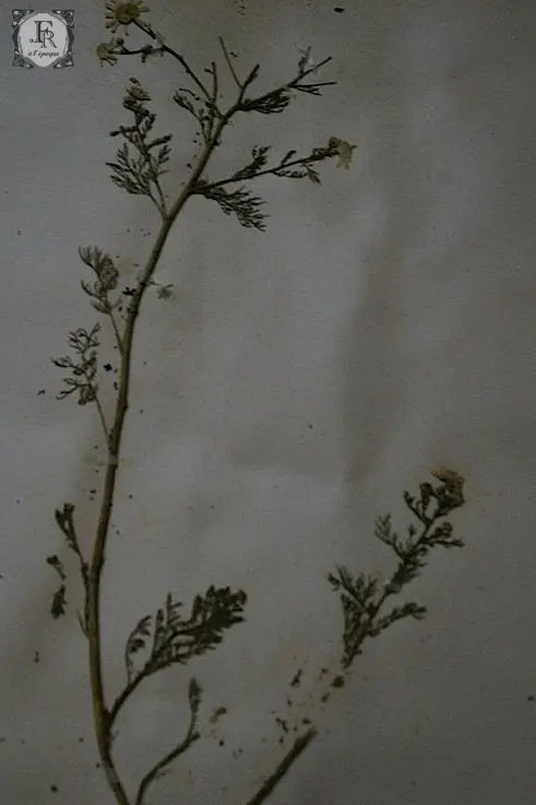 plantes a fleurs アンティーク 植物採集 押し花 7 .FR A Ll'EPOQUE