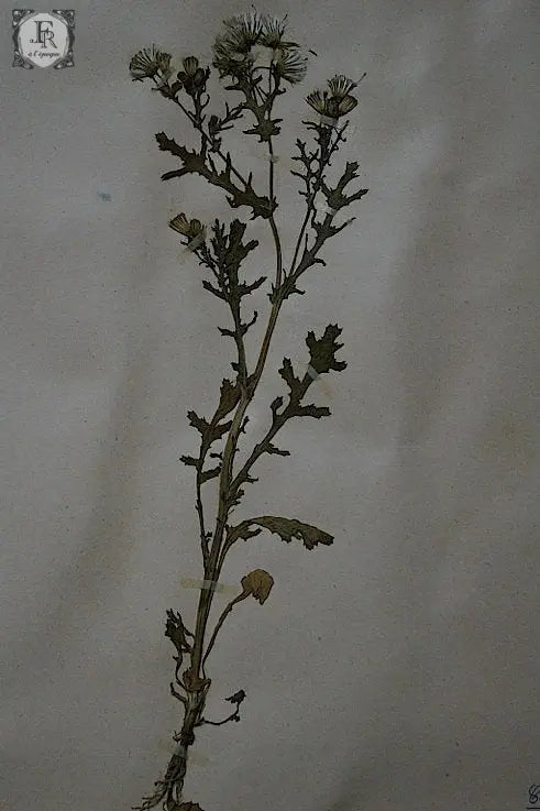 plantes a fleurs アンティーク 植物採集 押し花 7 .FR A Ll'EPOQUE