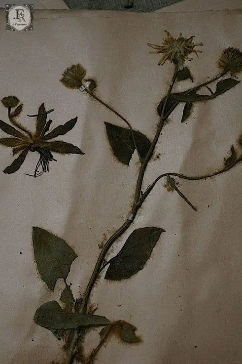 plantes a fleurs アンティーク 植物採集 押し花 7 .FR A Ll'EPOQUE