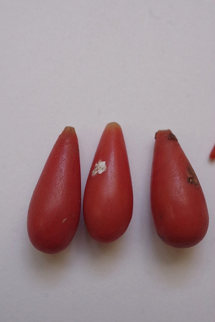 les pièces antique アンティーク　corail .FR a l'epoque