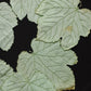 アンティークレース　dentelle ancienne 葉っぱ　napperon .FR a l'epoque
