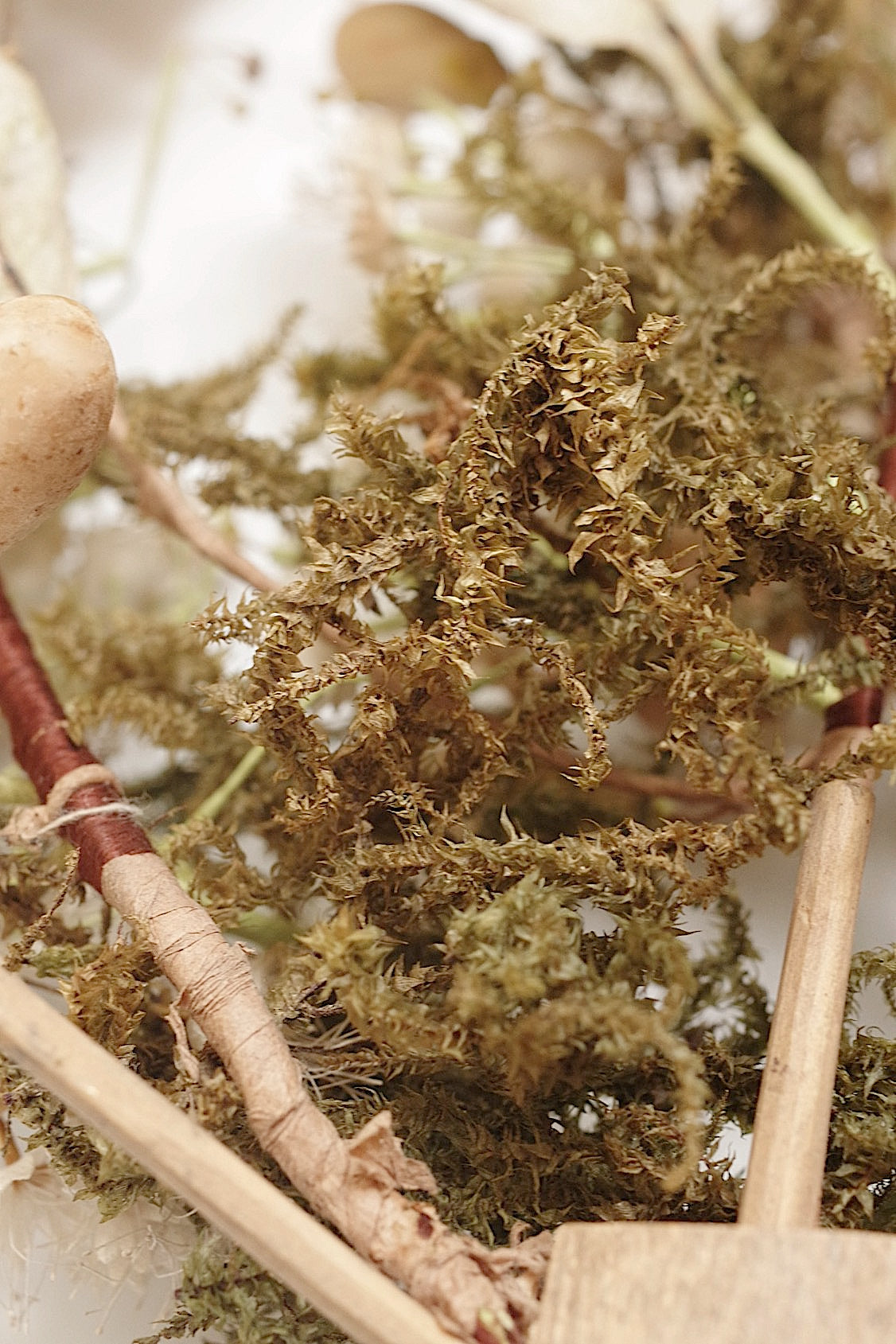 アンティークマリアージュ花/antique MARIEE FLEURS EN CIRE FLEUR ORANGER .FR a l'epoque