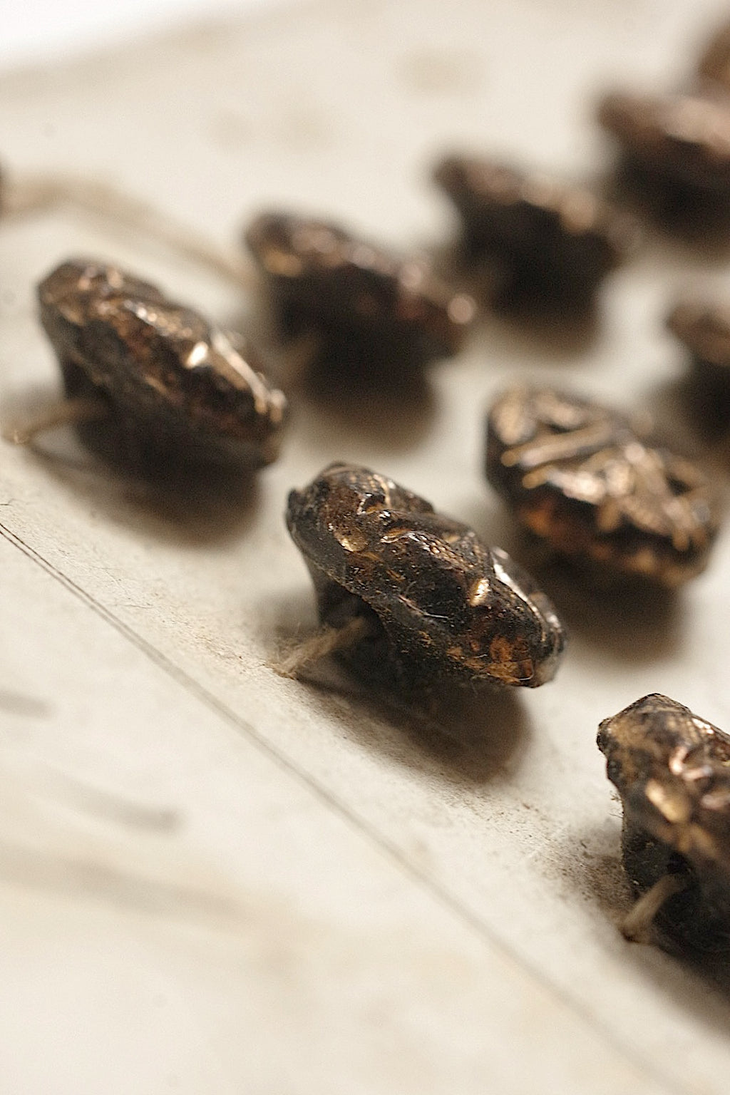 アンティークボタン　boutons antique lots 2　19個