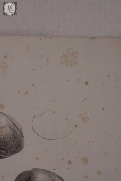 document  アンティーク　印刷物　貝　２ .FR A Ll'EPOQUE