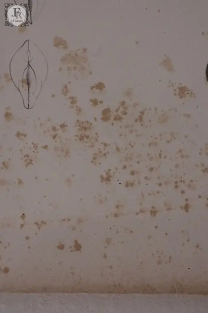 document  アンティーク　印刷物　貝　２ .FR A Ll'EPOQUE