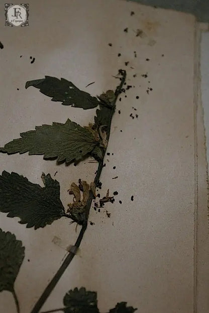 plantes a fleurs アンティーク　植物採集　押し花　6 .FR A Ll'EPOQUE